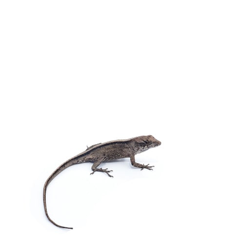 Female Bahaman Anole